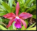 Lc Elegans var Rubra * Omar Eduardo Rocha * Omar Eduardo Rocha